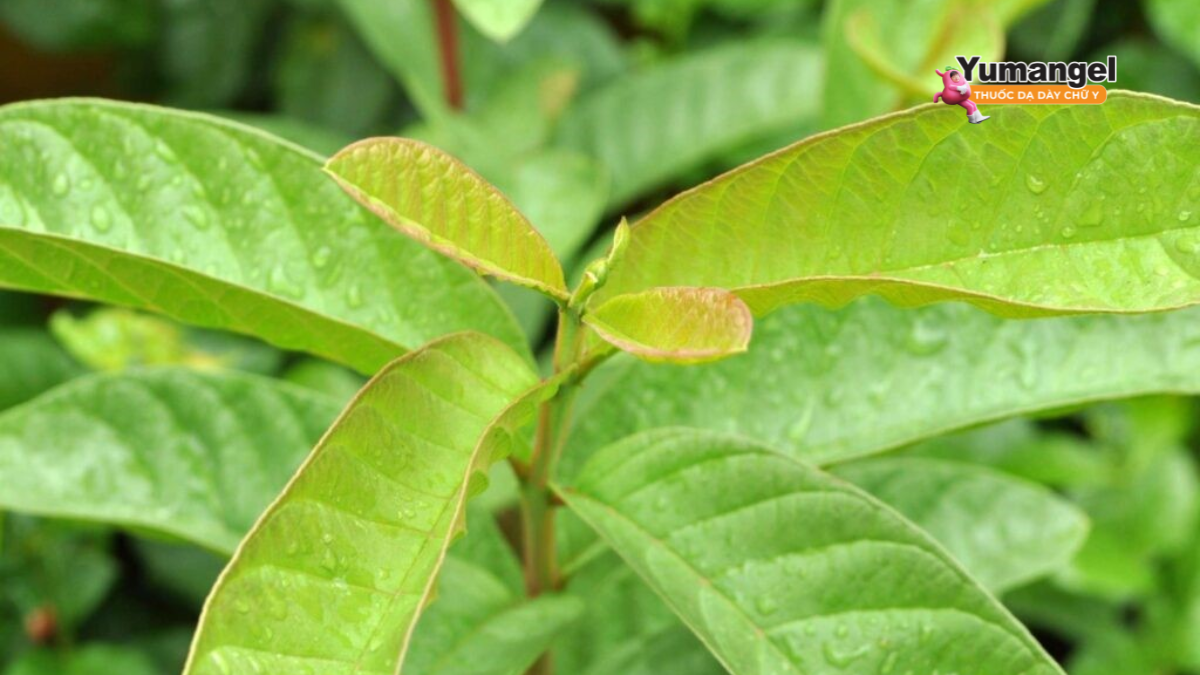Lá ổi có khả năng cầm tiêu chảy