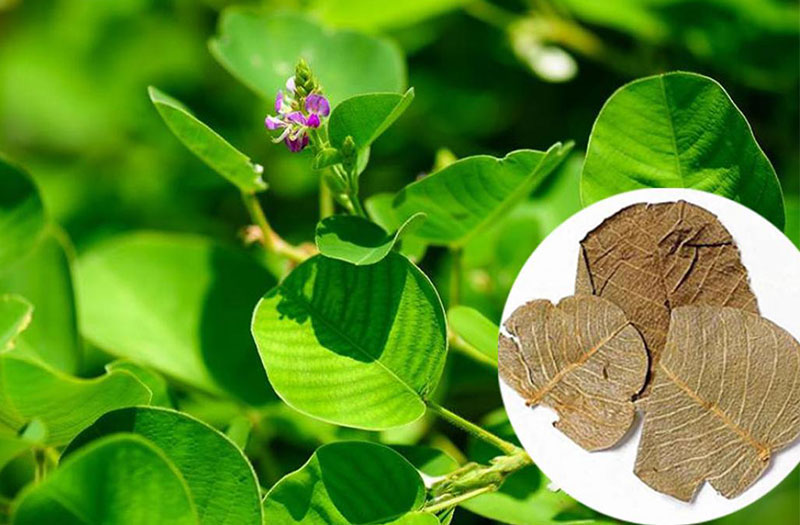 Uống kim tiền thảo có hại dạ dày không