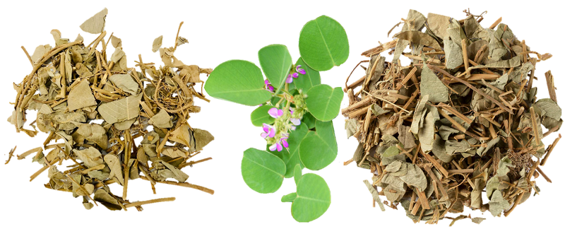 Uống kim tiền thảo có hại dạ dày không
