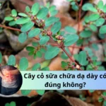 cây cỏ sữa chữa dạ dày