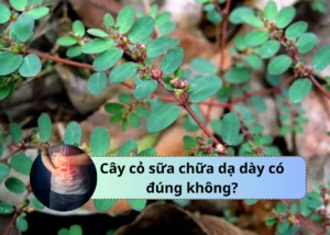 cây cỏ sữa chữa dạ dày