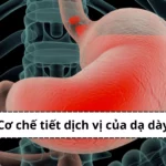 cơ chế tiết dịch vị của dạ dày