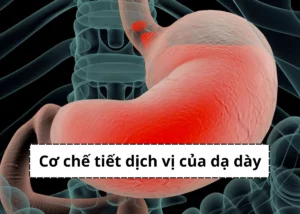 cơ chế tiết dịch vị của dạ dày