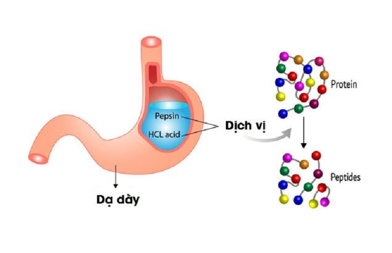 cơ chế tiết dịch vị của dạ dày