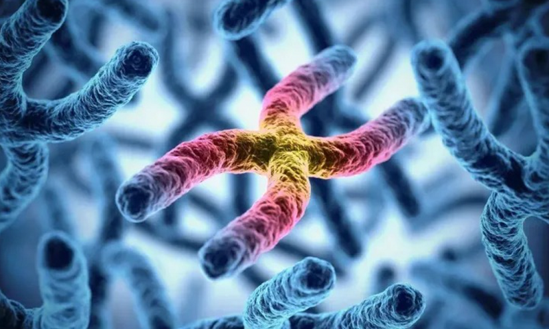 hậu môn tiền đình là gì