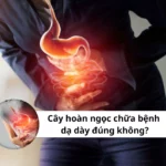 cây hoàn ngọc chữa bệnh dạ dày