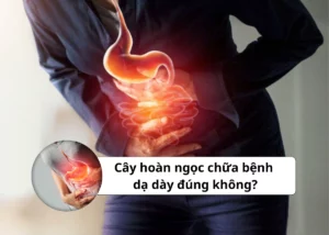 cây hoàn ngọc chữa bệnh dạ dày