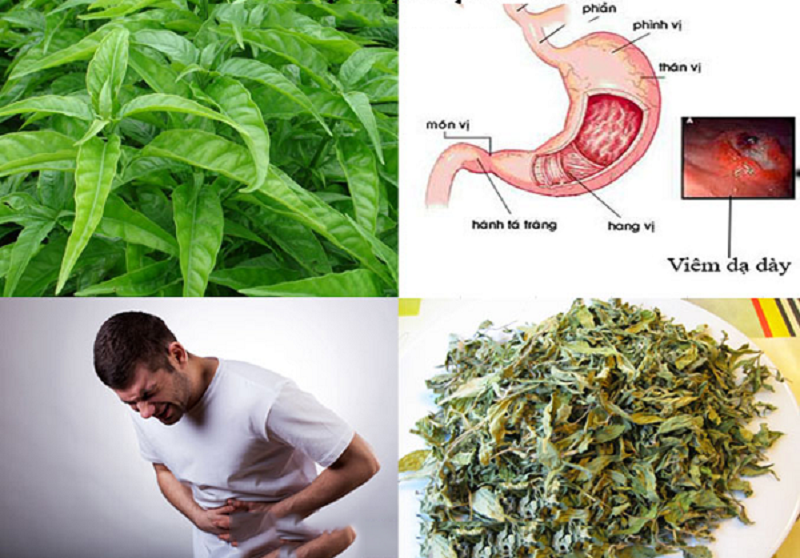 cây hoàn ngọc chữa bệnh dạ dày
