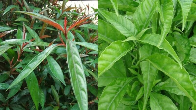 cây hoàn ngọc chữa bệnh dạ dày