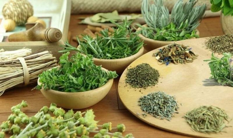 cây hoàn ngọc chữa bệnh dạ dày