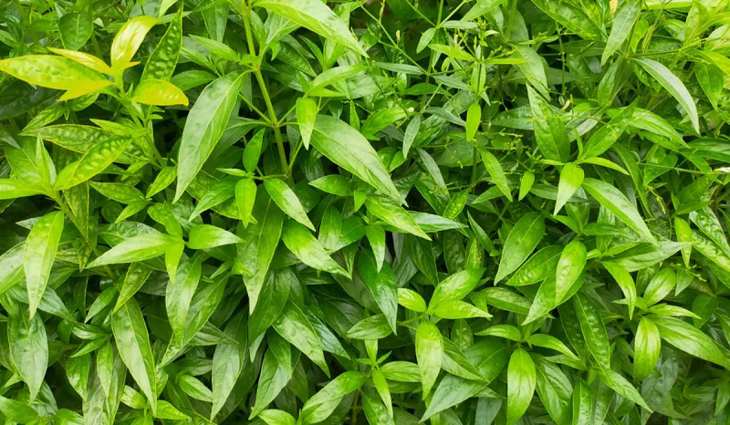 cây hoàn ngọc chữa bệnh dạ dày