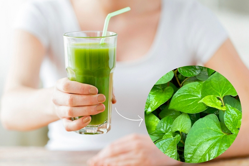 rau diếp cá chữa rò hậu môn