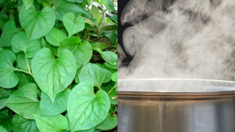 rau diếp cá chữa rò hậu môn