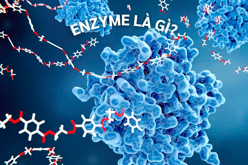 Ăn gì để có nhiều enzyme