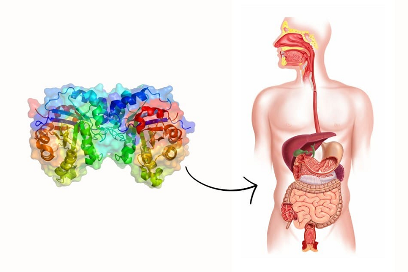 Ăn gì để có nhiều enzyme