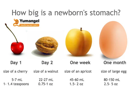 Dạ dày trẻ sơ sinh: Cấu tạo, kích thước, dung tích, vấn đề hay gặp
