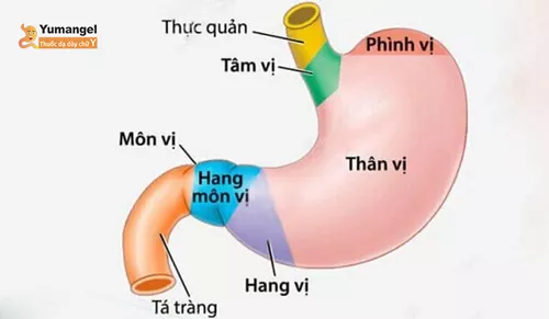 Hình ảnh vị trí của môn vị dạ dày trong cấu tạo dạ dày