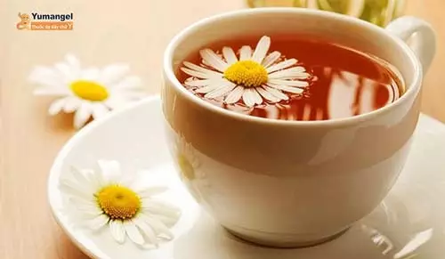 Uống trà hoa cúc còn giúp cải thiện các triệu chứng về đường tiêu hóa