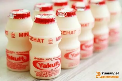 Yakult là sữa chua dạng uống lên men có chứa chủng vi khuẩn Lactobacillus casei Shirota.