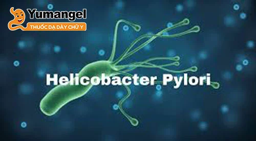 Vi khuẩn HP tên đầy đủ là Helicobacter pylori (H. pylori), một loại vi khuẩn sống trong dạ dày.