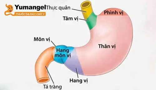 Viêm hang vị tiền môn vị là tình trạng viêm sưng tại vùng ở giữa môn vị và hang vị của dạ dày.